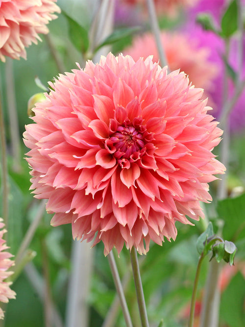 Bright orange fimbriata dahlia flowering in summer garden