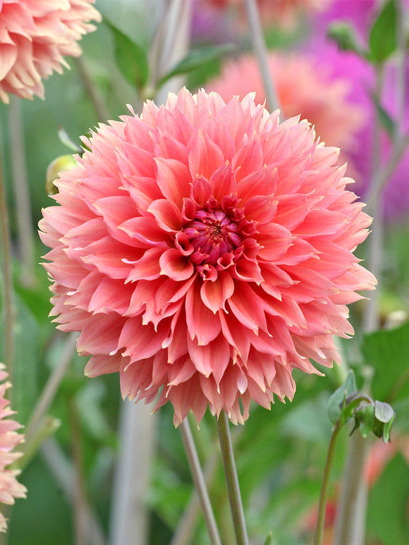 Bright orange fimbriata dahlia flowering in summer garden