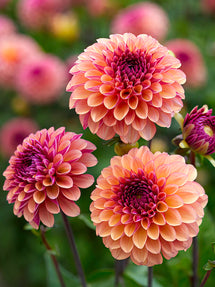 Dahlia Palmares
