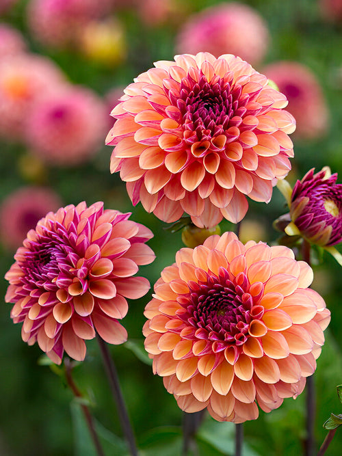 Salmon-lavender pompon Dahlia ‘Palmares’