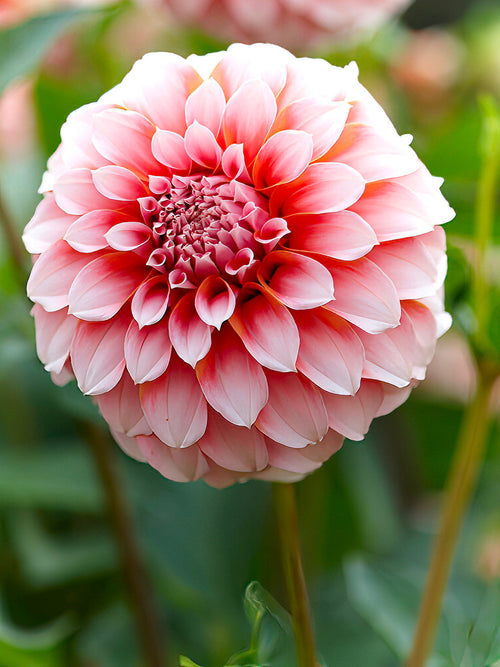Dahlia Peaches - Soft peach decorative dahlia bloom