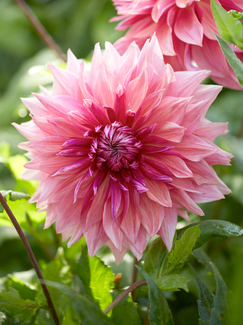 Dahlia Penhill Dark Monarch large ruffled dinnerplate bloom