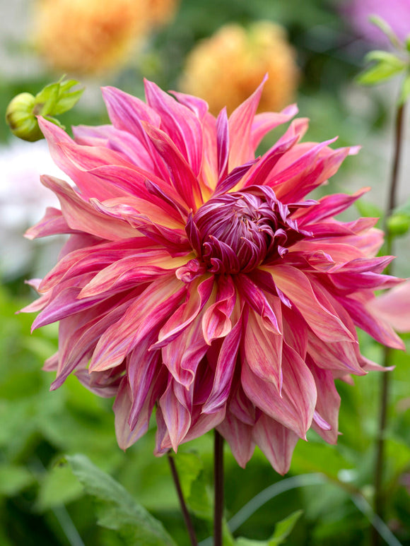 Giant decorative dahlia in plum and apricot shades in garden