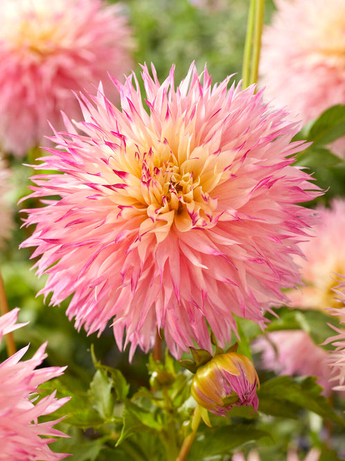 Close up of fimbriata dahlia Pinelands Princess flower detail