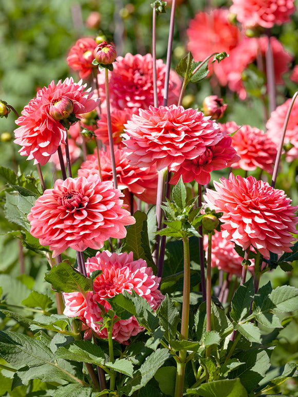 Dahlia Pink Runner Tubers