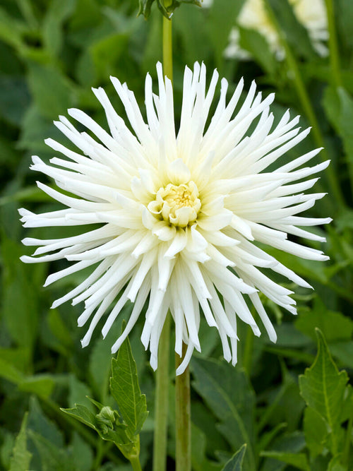 Dahlia Playa Blanca crisp white cactus blooms in summer garden