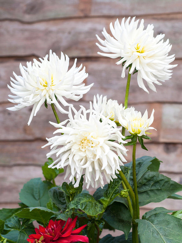 Compact Dahlia Playa Blanca growing in mixed border