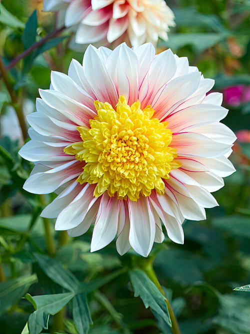 Dahlia Polka - Golden-centred Dahlia ‘Polka’ bloom