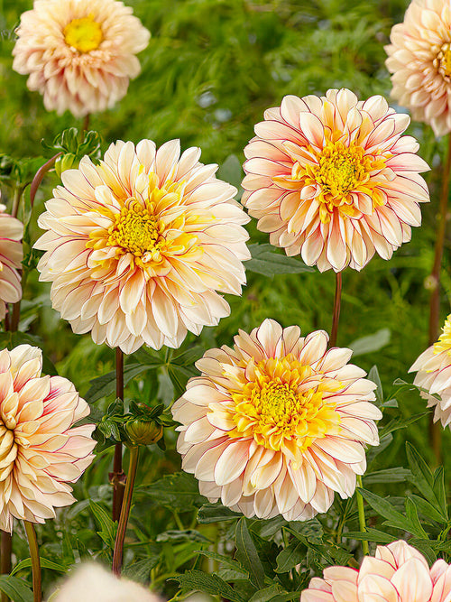 Dahlia Polka - Soft-toned Dahlia ‘Polka’ flowers