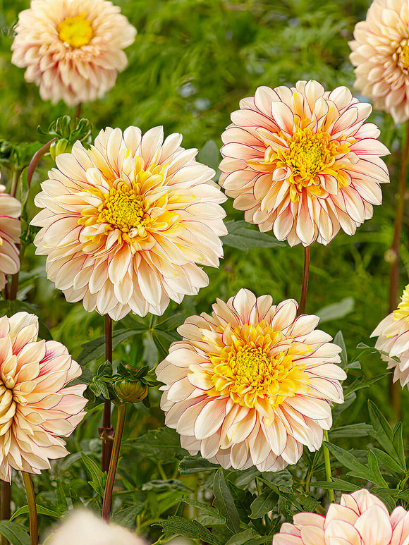 Dahlia Polka - Soft-toned Dahlia ‘Polka’ flowers