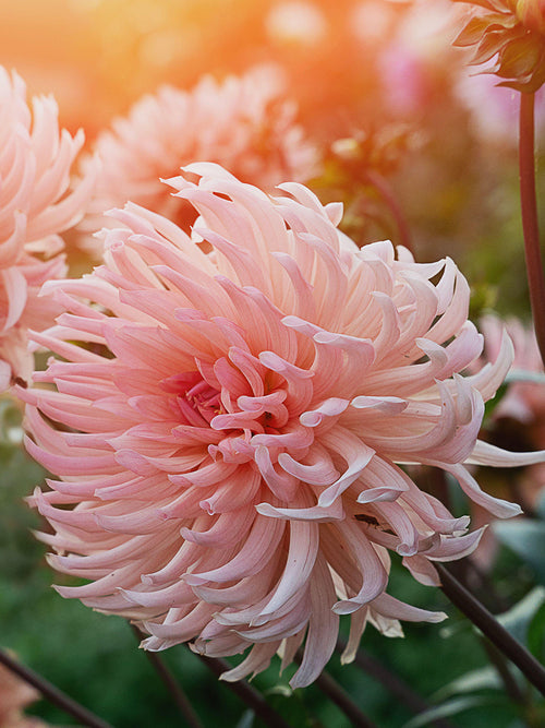 Dahlia Preference flower in warm pastel tones