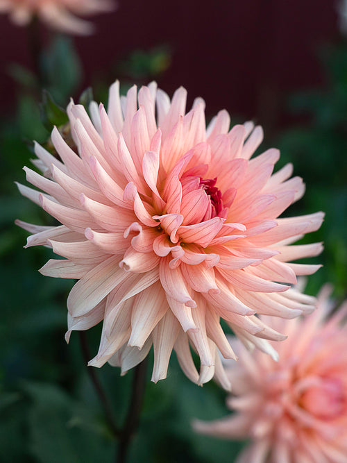Dahlia Preference with curled peach petals