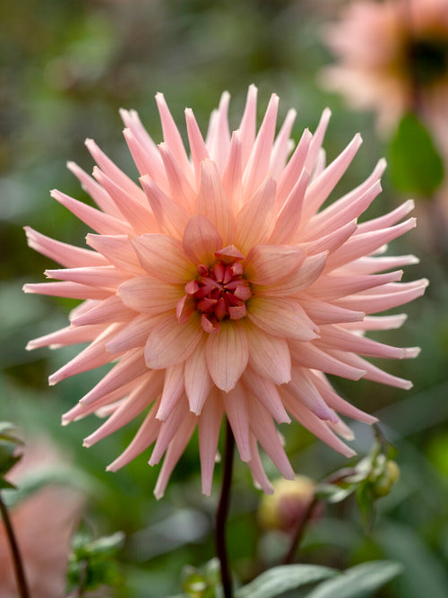 Dahlia Preference in pale peach bloom