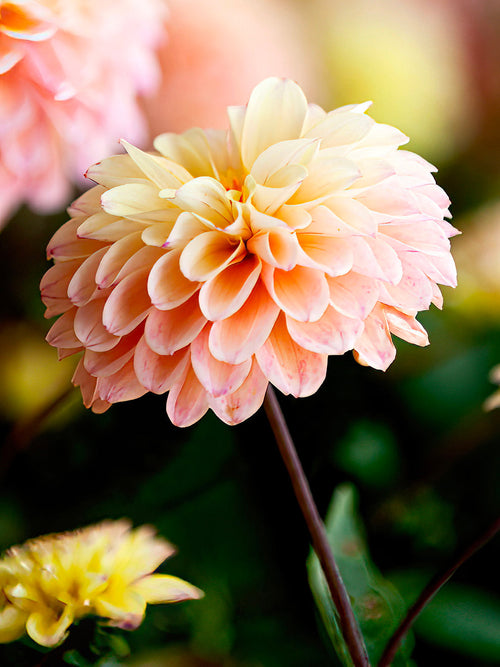 Dahlia Princesse Elisabeth