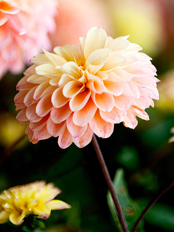 Dahlia Princesse Elisabeth