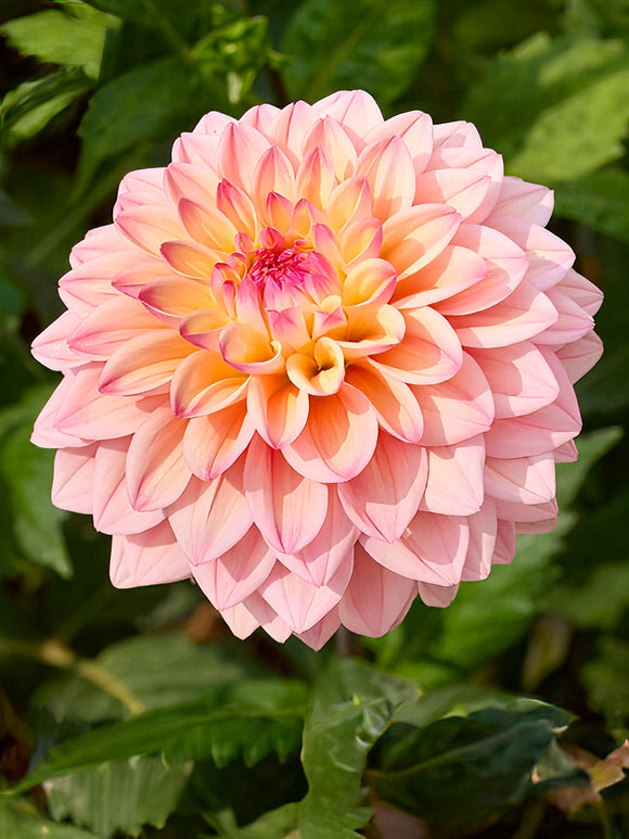 Salmon-pink and creamy yellow Dahlia ‘Princesse Elisabeth’ flower