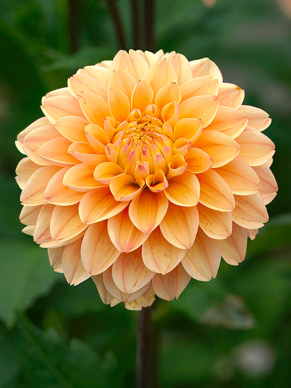 Dahlia Princesse Elisabeth
