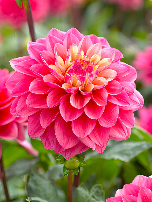 Soft pink and white Dahlia ‘Princesse Gracia’ flower