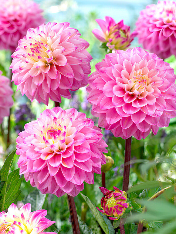 Softly variegated Dahlia ‘Princess Laetitia’ blooms