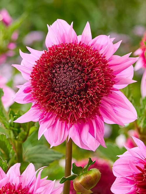 Dahlia Raspberry Puff - Raspberry-pink anemone dahlia bloom
