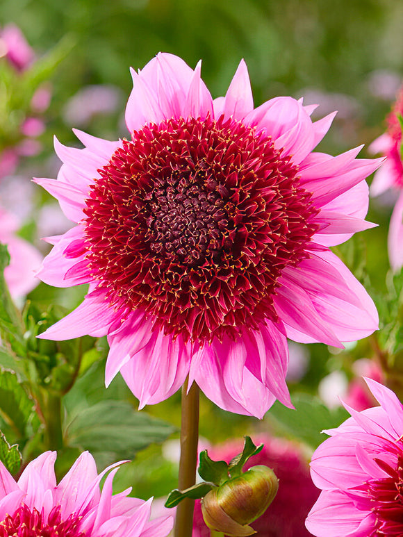 Dahlia Raspberry Puff - Raspberry-pink anemone dahlia bloom