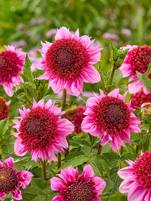 Dahlia Raspberry Puff tubers - UK spring delivery