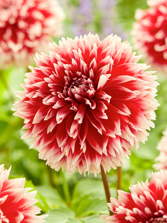 Red and white fringed dahlia growing in summer border