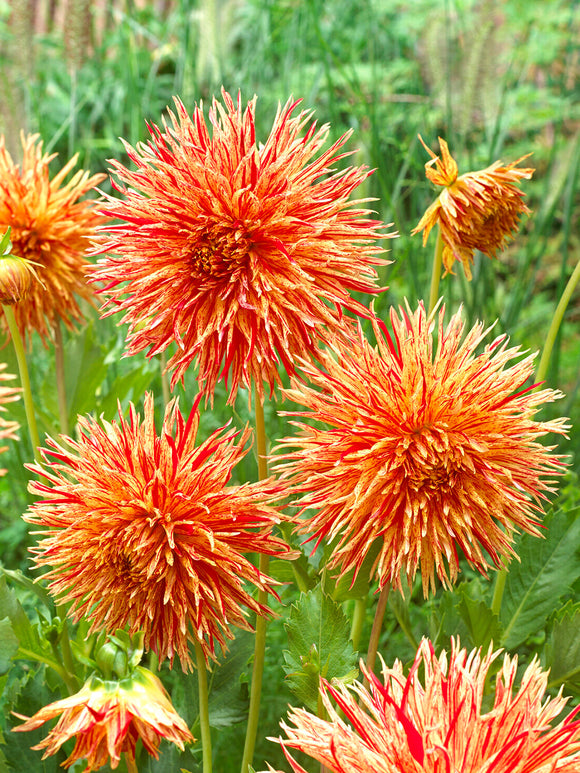 Upright dahlia plant with textured summer flowers