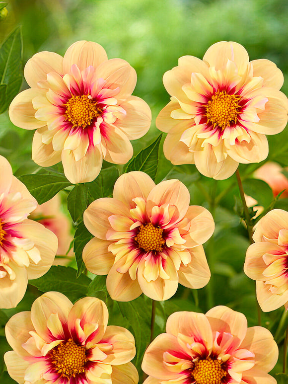 Dahlia Rhubarb and Custard - Peach and cream anemone dahlia bloom