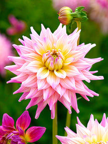 Dahlia Romantique