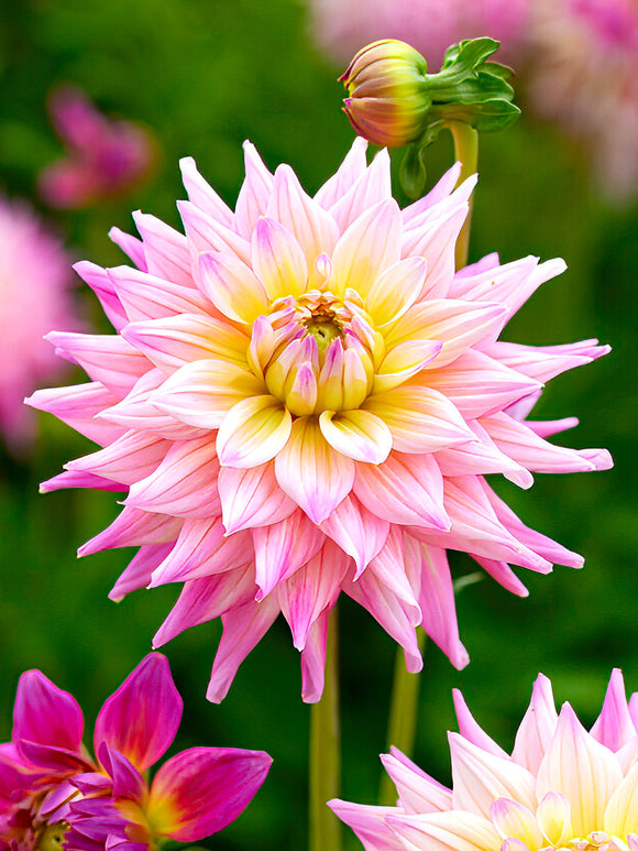 Rose-pink decorative Dahlia ‘Romantique’ flower