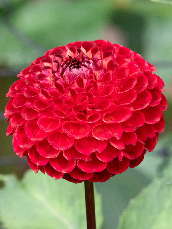 Close-up of small rounded blackberry-coloured dahlia flowers