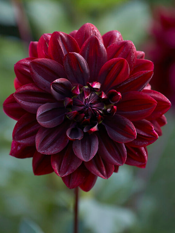 Buy Dahlia Sam Hopkins Tubers