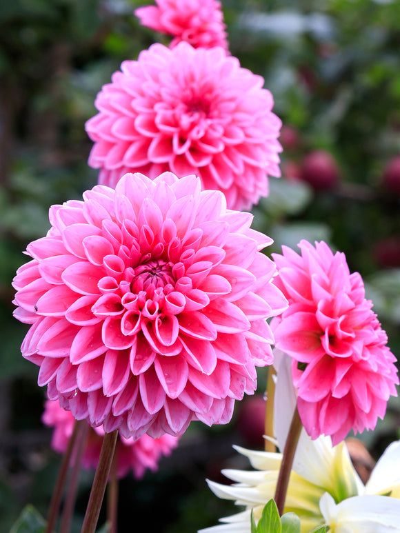 Buy Dahlia Sandra Tubers