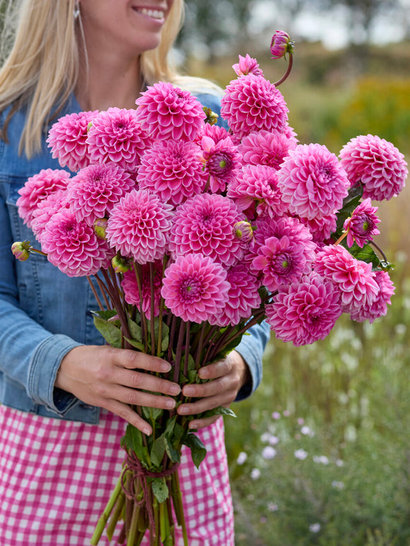 Dahlia Sandra