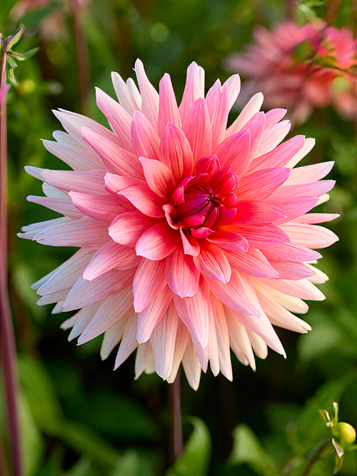 Dahlia Schneckenstein - Soft salmon-pink decorative dahlia bloom
