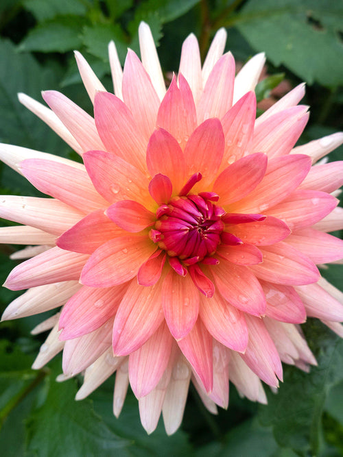 Dahlia tubers Schneckenstein