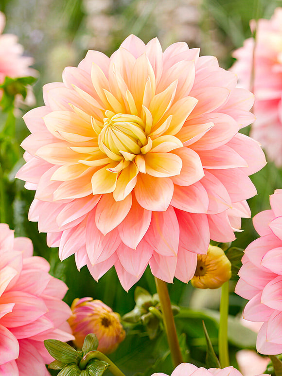 Dahlia Sheer Heaven tubers