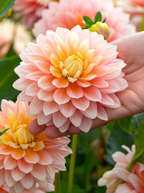Dahlia Sheer Heaven - Soft peach and lemon yellow formal decorative dahlia bloom