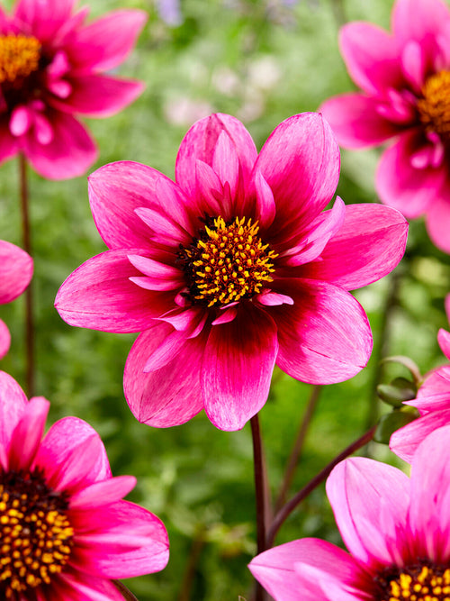 Pink and lilac collarette dahlias in summer border planting
