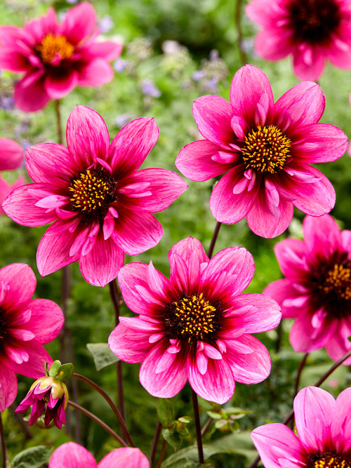 Upright Dahlia Skyfall plant with multiple pollinator-friendly blooms