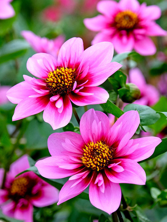 Collarette dahlia Skyfall with lilac pink petals and open centre
