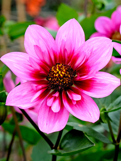 Close-up of Skyfall dahlia showing raspberry-toned inner collar