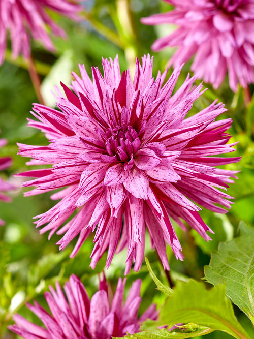 Striped Ambition cactus dahlia with purple striped petals