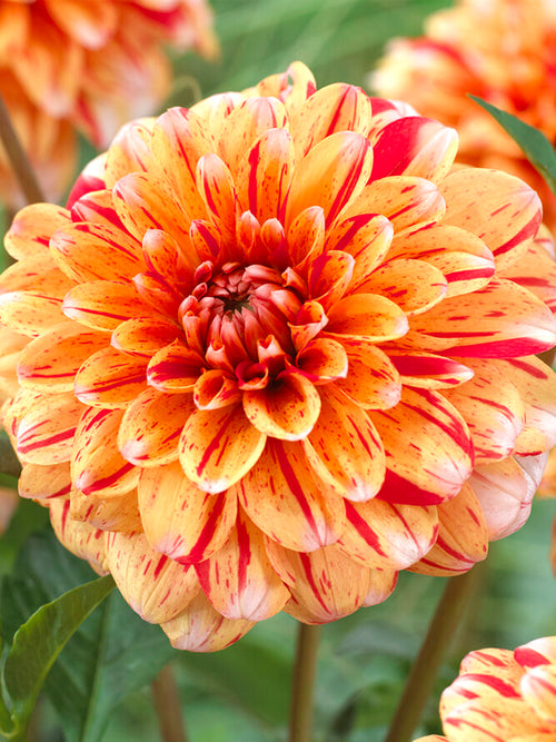 Buy Dahlia Striped Nagano Tubers