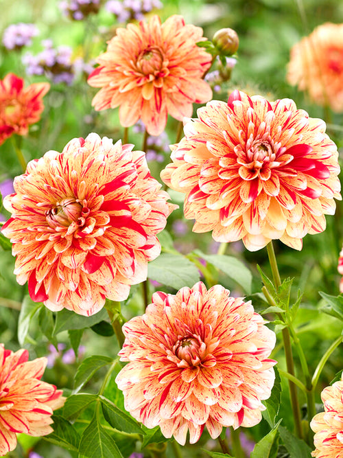 Dahlia Striped Nagano Tubers
