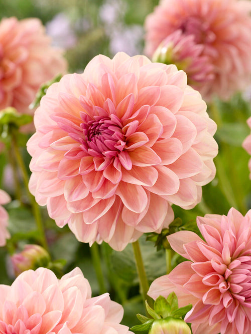 Dahlia Sturm Sweet Maria with apricot and blush pink blooms