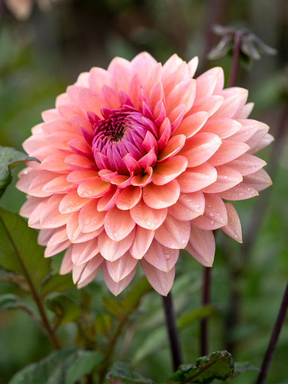 Dahlia Sweet Sanne blooming in cottage garden border