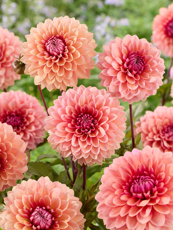 Decorative dahlia flower with soft peach and mauve tones