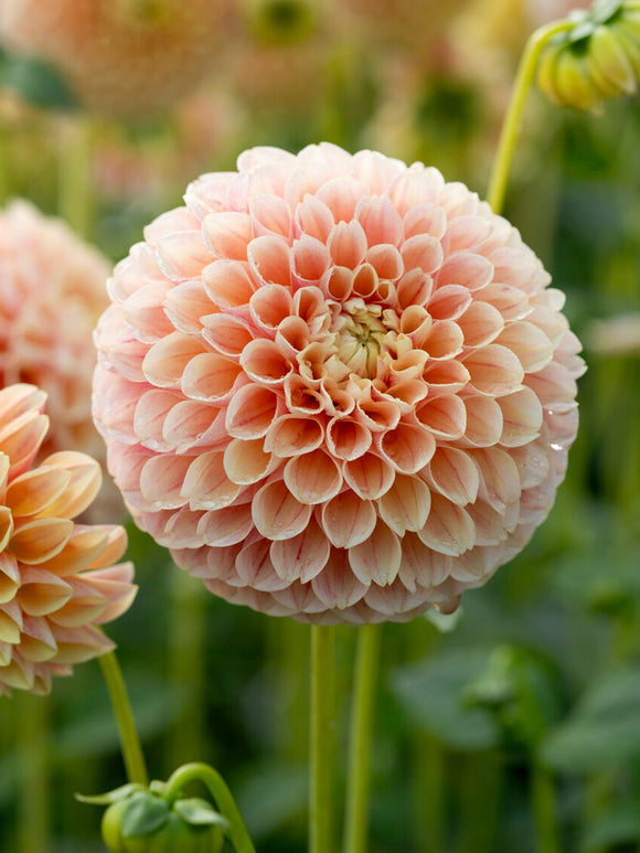Peach pink dahlia blooms with perfectly rounded petals
